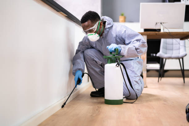 Best Residential Pest Control  in Morenci, AZ